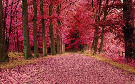 Wallpaper Red Leaves Forest Trees Autumn Path 2560x1600 Hd Picture