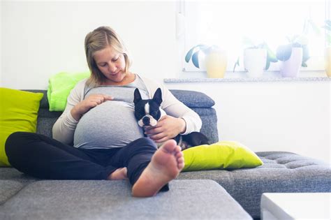 Heres Why Dogs Get Clingy As Pregnant Owners Get Closer To Their Due