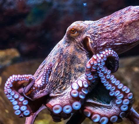 Common Octopus Malta National Aquarium