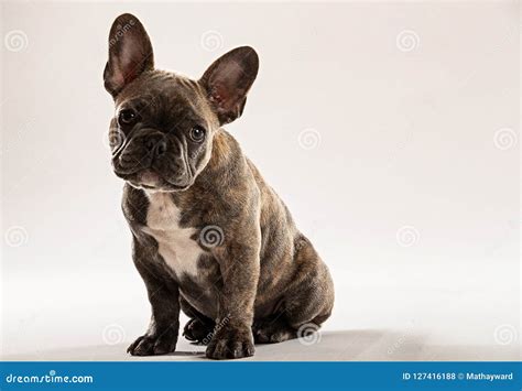 French Bulldog Ears Down