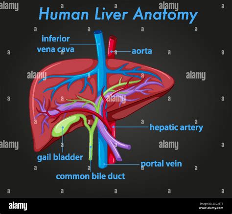 Anatomía Del Hígado Humano Ilustración Diagrama Imagen Vector De Stock