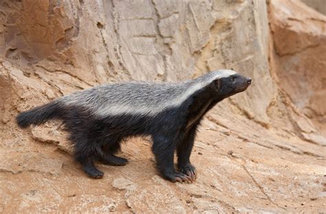 Honey Badger Facts Animal Facts Encyclopedia