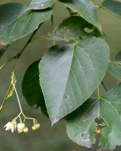 Tilia Americana American Basswood American Linden Basswood Bee Tree