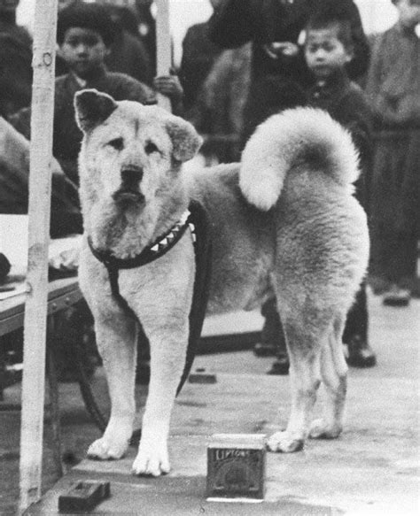 Hachi A Dogs Tale The Real Story Of Hachikō The Worlds Most Loyal