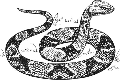 Find images of snake drawing. Snake Clipart « FrPic
