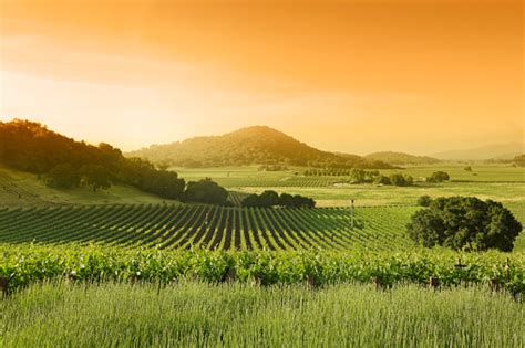 Vineyard Landscape Stock Photo Download Image Now Istock
