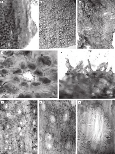 Isoetites Brandneri Sp Nov Paratype Leaf Cuticle With Isodiametric