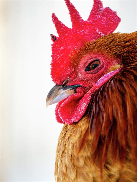 Cool Rooster Photograph By Rachel Morrison