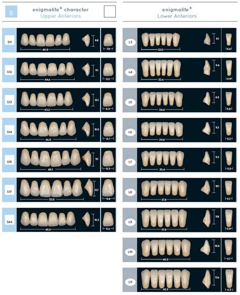 Vecodent Acrylic Teeth Enigmalife