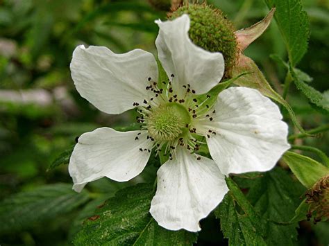 Rubus Rosifolius Native Raspberry Flower The Rather Att Flickr