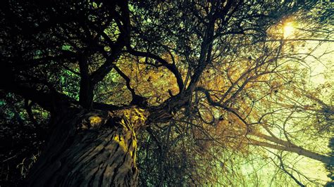 Huge Ancient Tree Scenic Wallpaper 1920 1080 Vintage Desktop