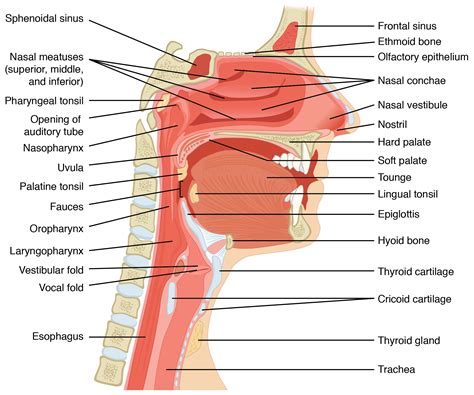 Organs And Structures Of The Respiratory System Anatomy And Physiology