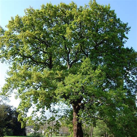Chêne rouvre - Quercus petraea - Vente Chêne sessile