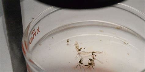 Mosquitoes With Zika Virus Could Hit Us Soon Wsj