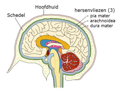 Anatomie Van De Hersenen Slingeland Ziekenhuis Porn Sex Picture