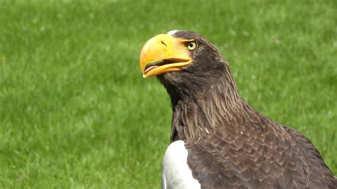 Eagle Beak Head Haliaeetus Free Photo On Pixabay