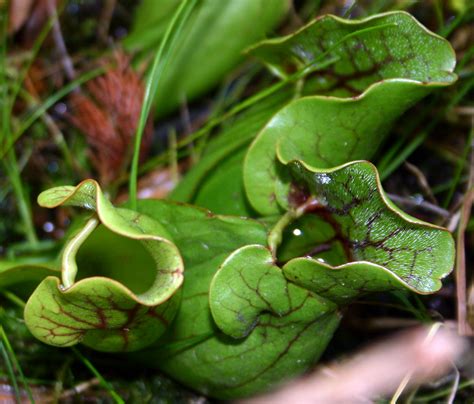 medicinal plants pitcher plant