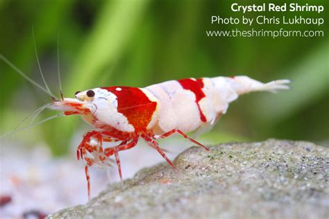Crystal Red Shrimp Caridina Cf Cantonensis Care Info The