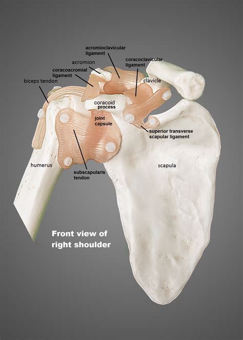 Shoulder Anatomy Diagram The Human Shoulder Is Made Up Of Three Bones