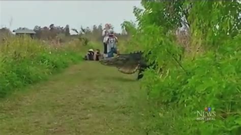 Video Of Giant Alligator Draws Crowds To Florida Preserve Ctv News