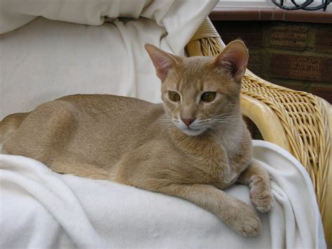 Four Abyssinian Cats Fawn Friday