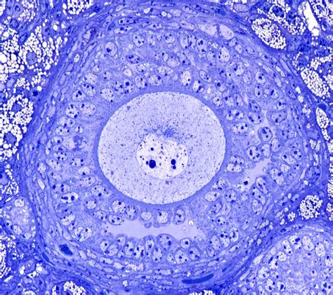 Ovarian Follicle Light Micrograph Stock Image C0239426 Science