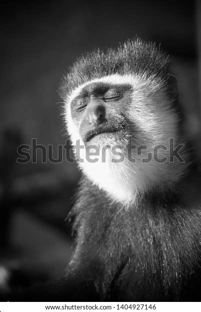 Sad Monkey Relaxing Black White Wallpaper Stock Photo 1404927146