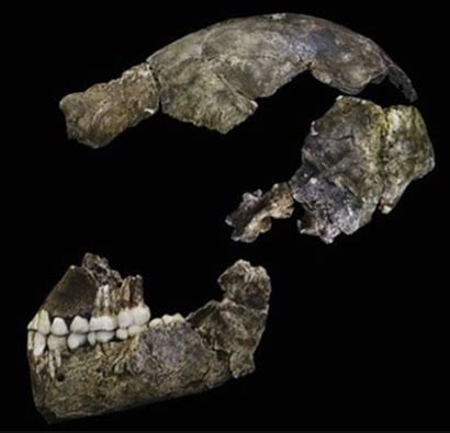 Homo naledi, a new species of the genus homo from the dinaledi chamber, part of the sterkfontein caves complex, south africa. Is Homo naledi a New Species of Human Ancestor? | Answers in Genesis