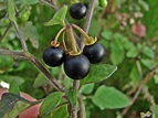 Kleines Artenportrait mit Text und Fotos von Solanum nigrum / Schwarzer ...