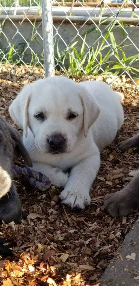 Besides being efficient as a working dog, it has also gained an immense reputation as a house pet because of its even temperament and fun loving nature. CHAMPAGNE LABRADORS | AKC Registered Labradors North Texas