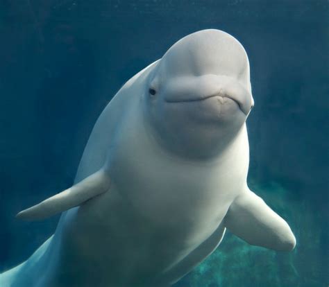 Beluga Whale Facts Habitat Sounds Diet Baby Videos Pictures