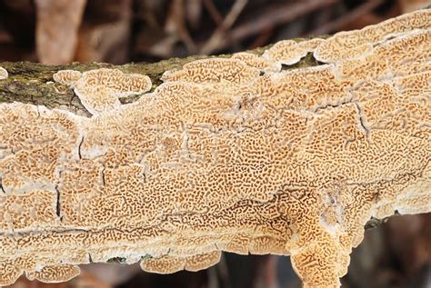 Irpex Lacteus The Ultimate Mushroom Guide
