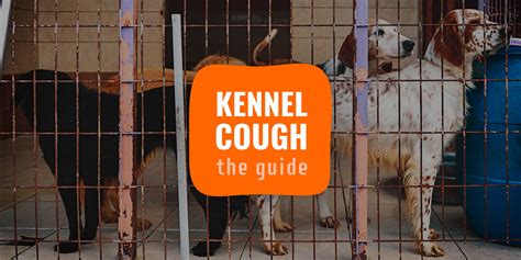 Kennel Cough Prevention Symptoms Diagnosis And Treatment