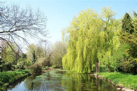 Weeping willows along the Bourne Eau,... © Rex Needle cc-by-sa/2.0 ...