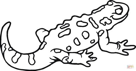 Spotted Salamander Coloring Page Free Printable Coloring Pages
