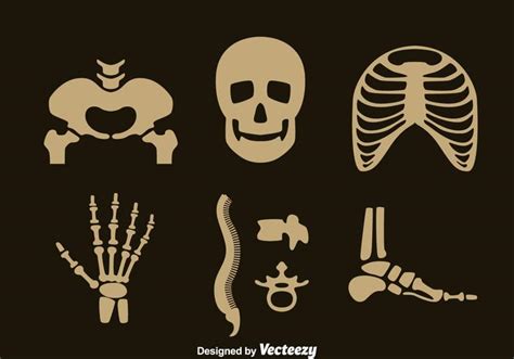 Human Skeleton Vector Set 122647 Vector Art At Vecteezy
