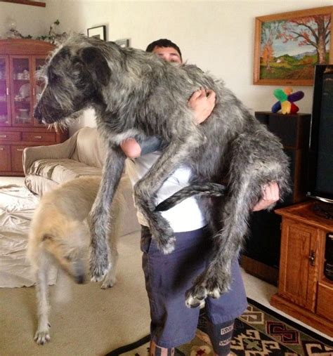 25 Photos Of Irish Wolfhounds Proving That These Giants Are Fluffy