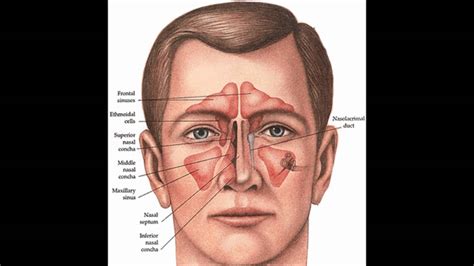 Structure Of The Nose Anatomy