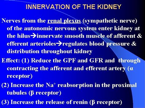 Chapter 8 Excretion Of The Kidneys Gross Anatomy