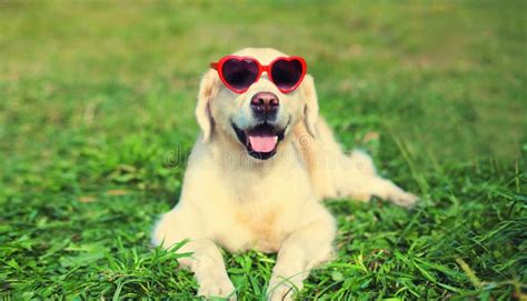 Portrait Of Golden Retriever Dog In Red Heart Shaped Sunglasses Sitting