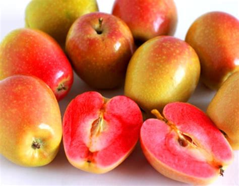 Mountain Rose Apples From Hood River Organics Tasting Table Apple