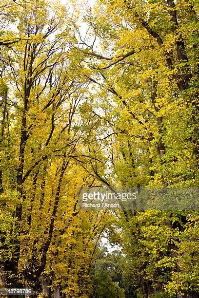 Elm Tree Autumn Photos And Premium High Res Pictures Getty Images