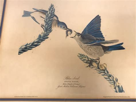 Framed Reproduction John James Audubon Blue Bird No 23 Print 23 X 25