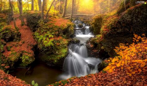 Forest Waterfall Trees Viewes Leaf Autumn Stones