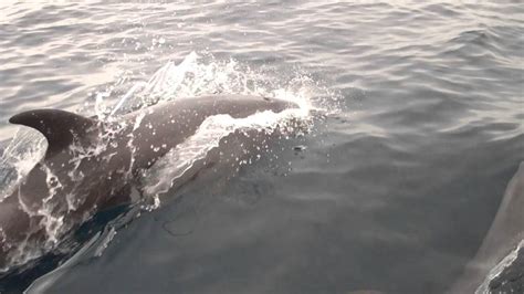 Playful Dolphins Swim Next To Boat Youtube