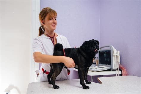Premium Photo Dog Is Examined And Treated At A Veterinary Clinic