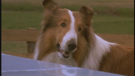 Lassie 1994 90s Films Image 23521365 Fanpop