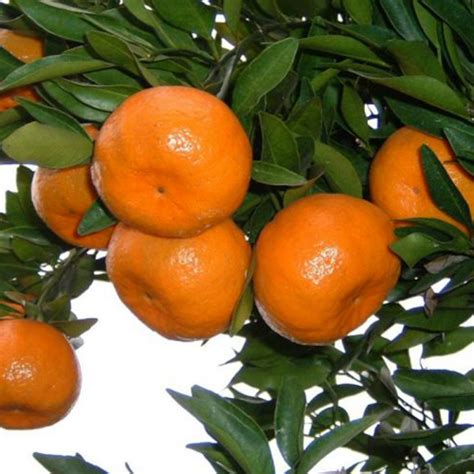 4-5 Year Old Ponkan Tangerine Tree