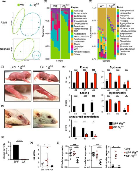 Spontaneous Atopic Dermatitis In Mice With A Defective Skin Barrier Is