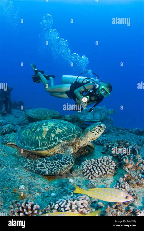 A Diver And Green Sea Turtles Chelonia Mydas On The Wreck Of The Yo